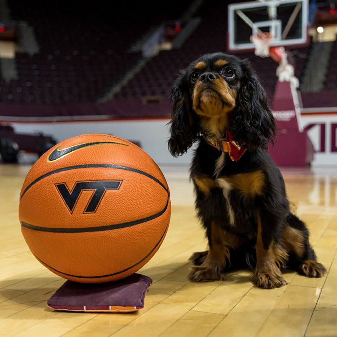 Dog sitting beside a basketball on a basketball court.