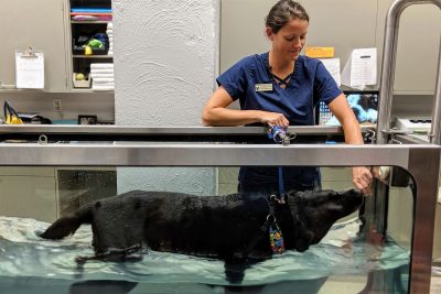 Saint, a retired service dog, participates in physical rehabilitation with Flori Bliss at the Virginia-Maryland College of Veterinary Medicine's Veterinary Teaching Hospital.