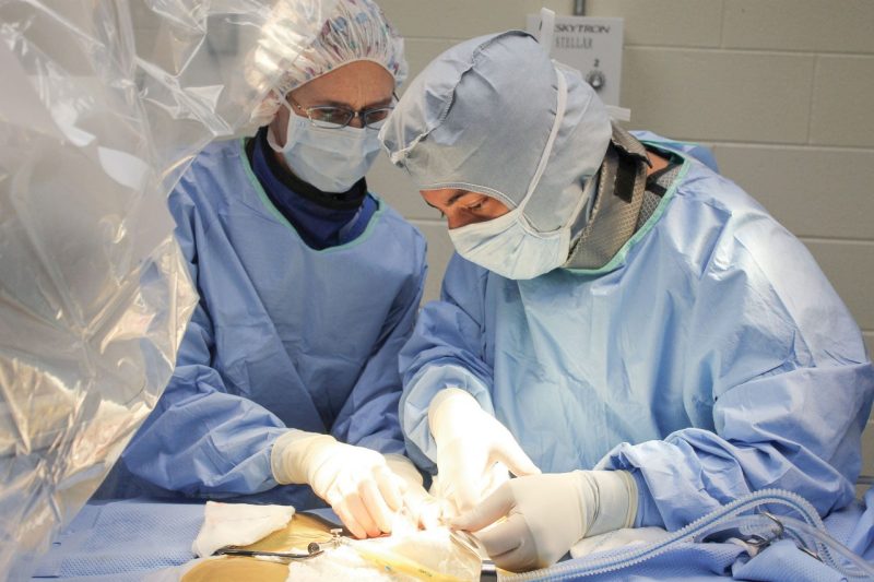 Sabrina Berry (left), clinical associate professor of small animal surgery in the Department of Small Animal Clinical Sciences, and Justin Ganjei (DVM '11) perform the surgical procedure on Yoda