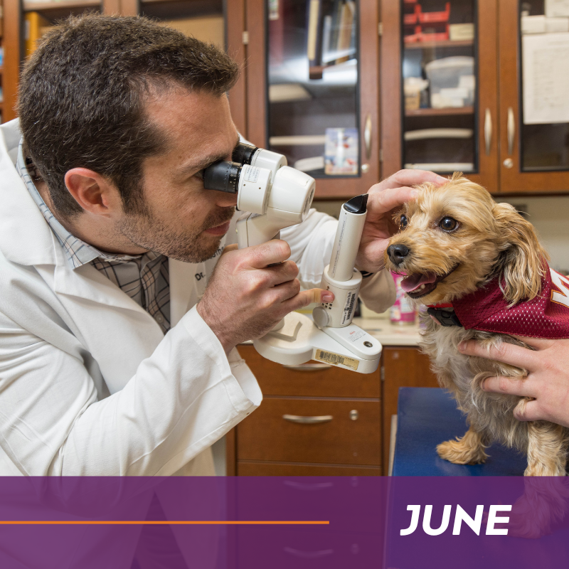 Veterinary professional examining a dogs eye.
